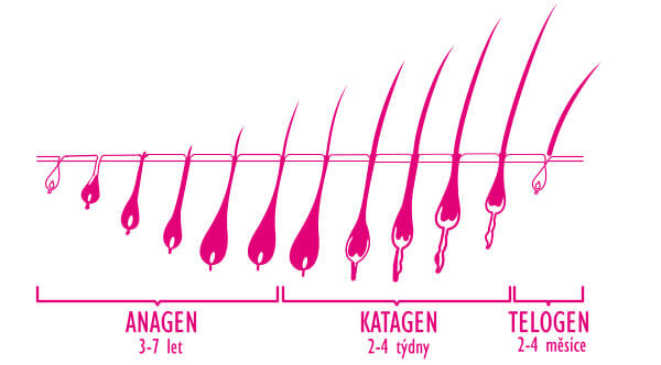 Životní cyklus vlasu